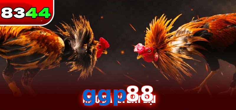 Đá gà ggp88 có sức hấp dẫn
